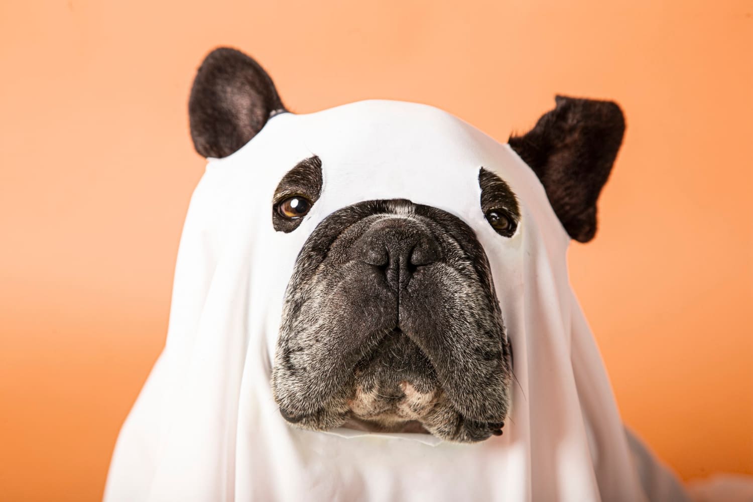 Dog wearing a sheet to look like a ghost