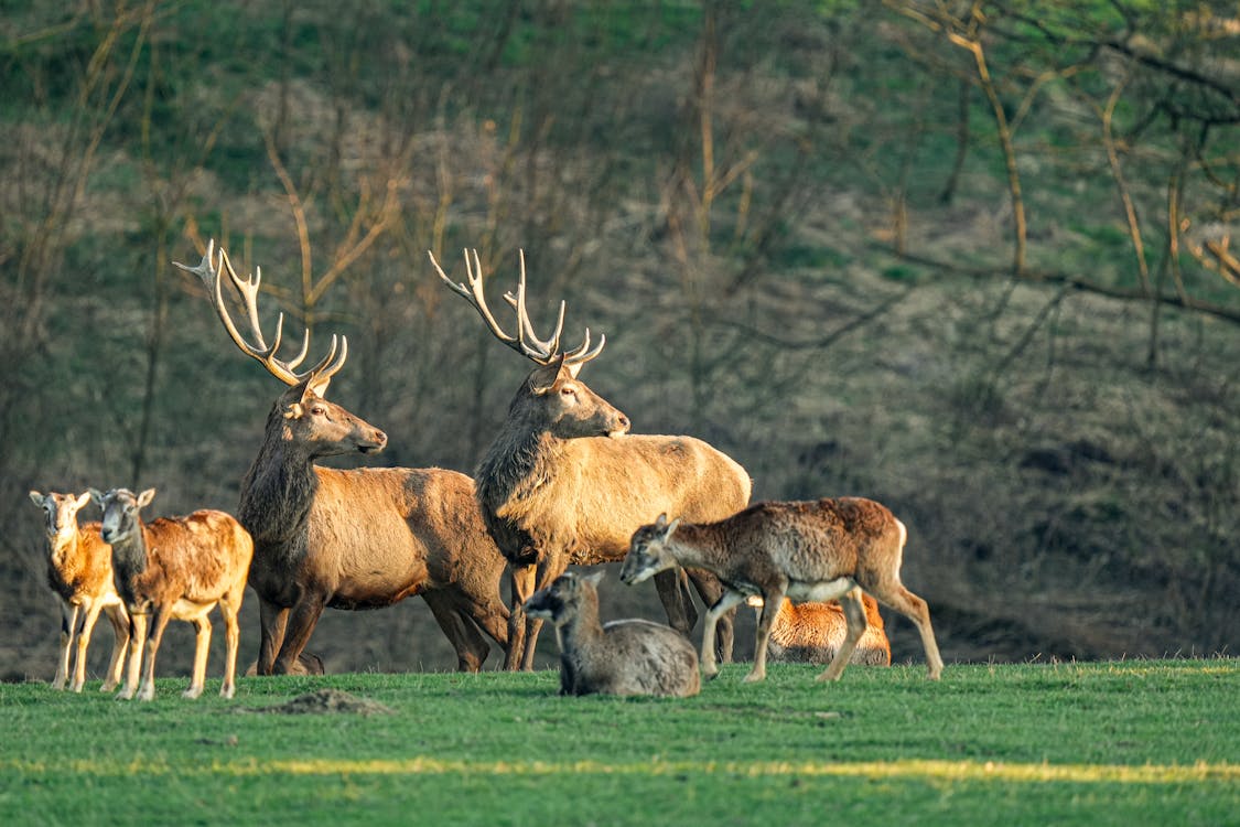 Riding With the Pack: Why Joining a Motorcycle Club Is Safer Than Riding Alone 4 A herd of deer in a forest illustrating safety in numbers