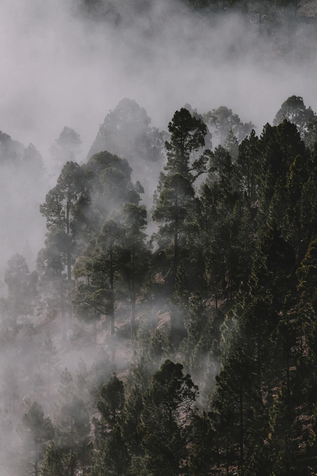 Misty forest landscape representing the natural world that countercultures advocate protecting