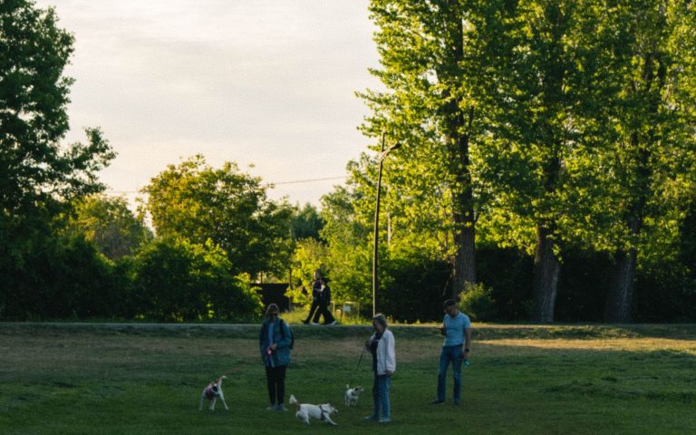 People and dogs enjoying a sunny day together at a city park