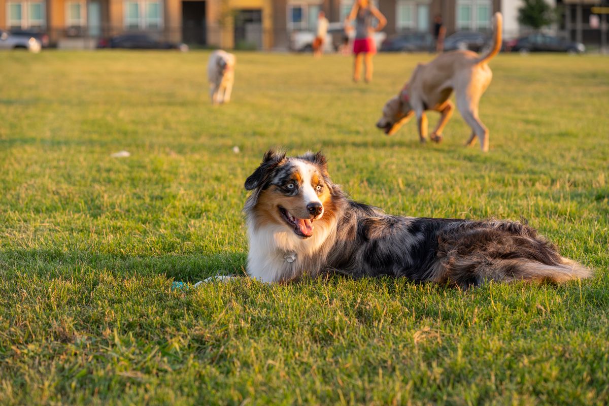 Australian shepherd lying on the grass at an outdoor dog park