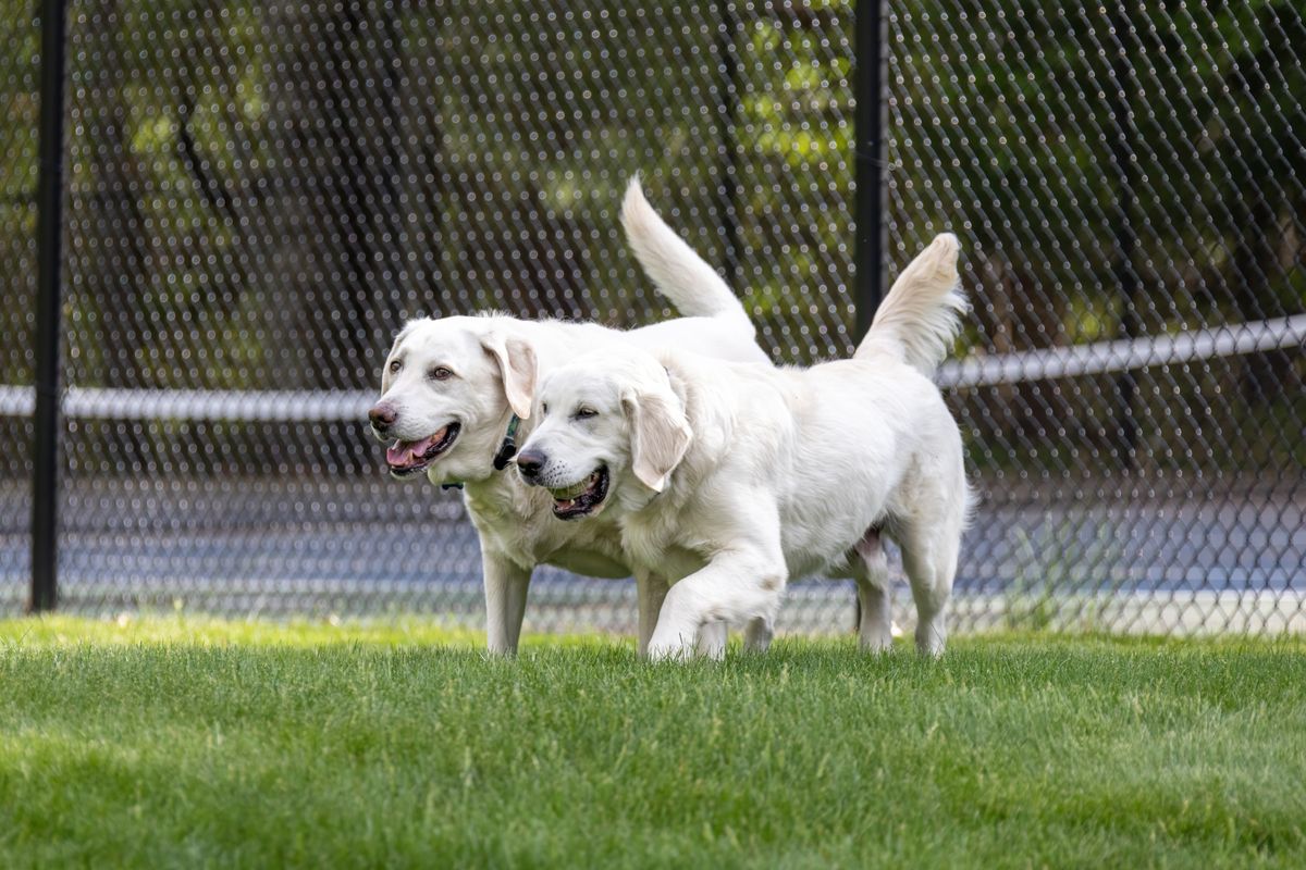 Two golden retrievers playing on the grass at a park