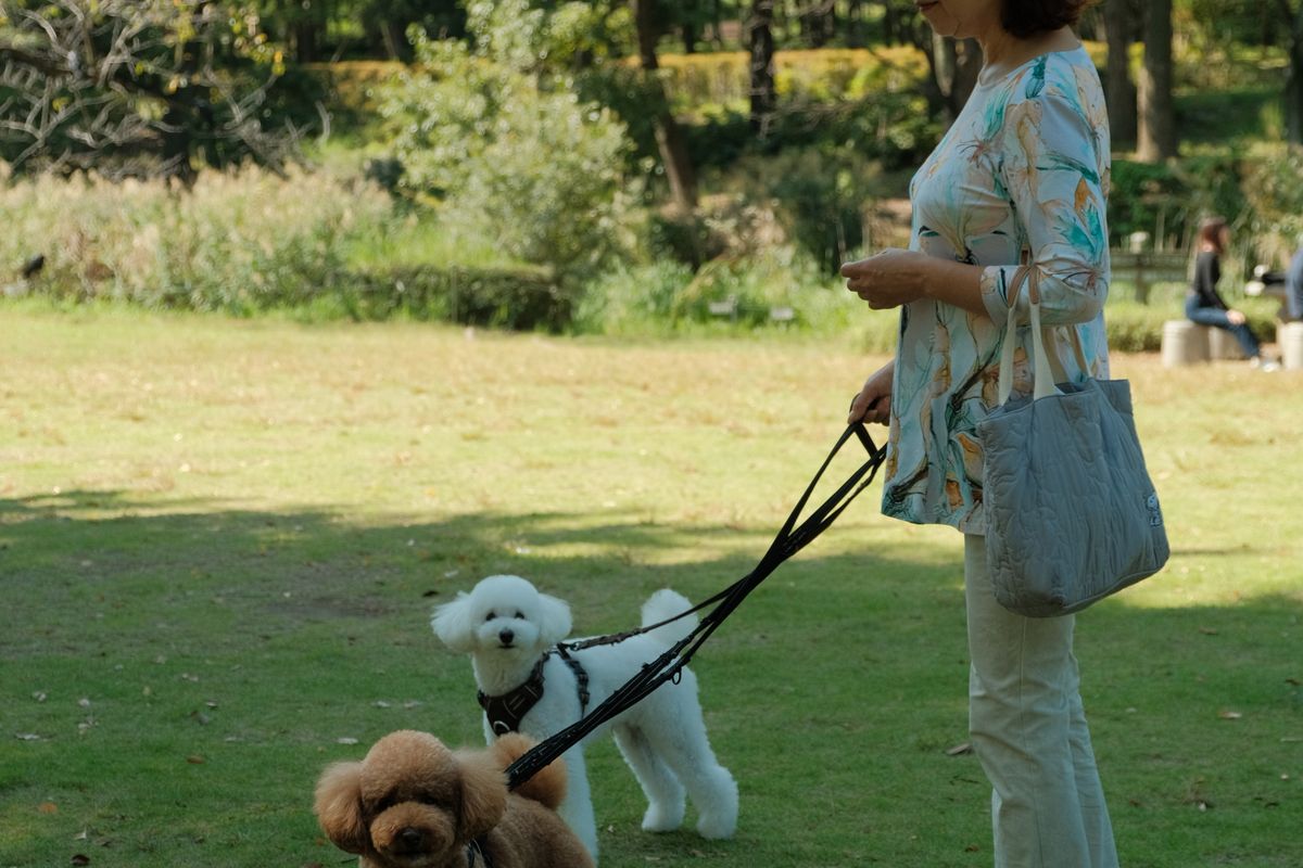 Woman walking two poodles along a path in a sunny park