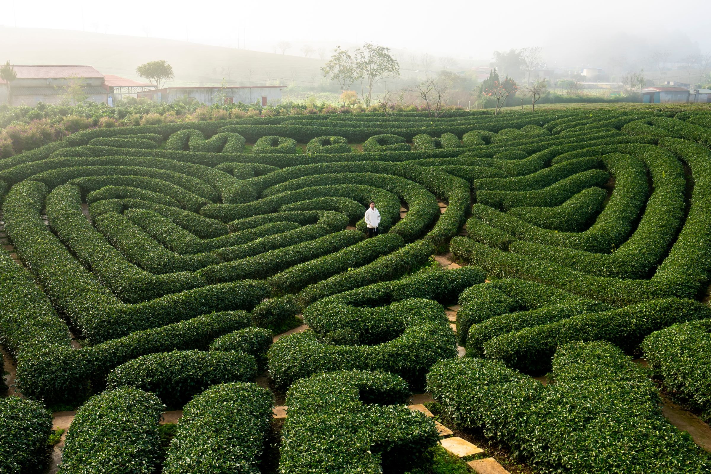 Nothing to Argue With: On Decisions, Dreams, and the Middle of the Work 3 A lone figure standing at the centre of a hedge maze, seen from above